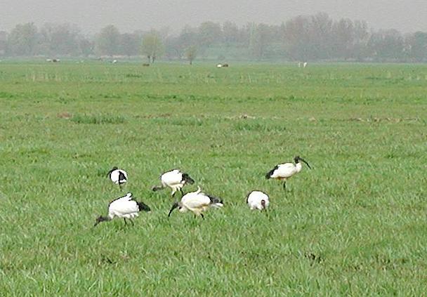 Heilige Ibissen, foeragerend Waverveen 9 mei 2001; Copyright Harry Zoutendijk