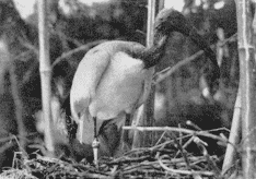 Heilige Ibis op zijn nest