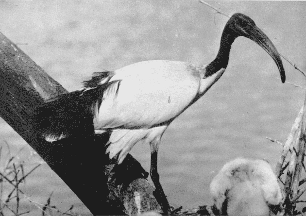 Heilige Ibis op zijn nest