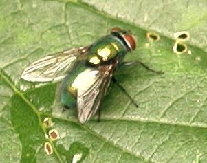 bzzzzzzzzzz.............