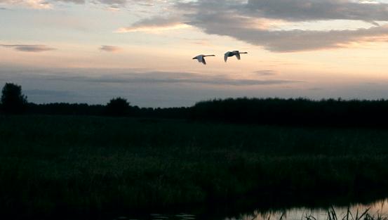 Pair of Mute Swans, showing their seven young (still on the ground) how to fly. (16-sep-2001)