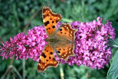 Comma (Polygonia c-album)
