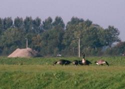 5 Greater Canada Geese