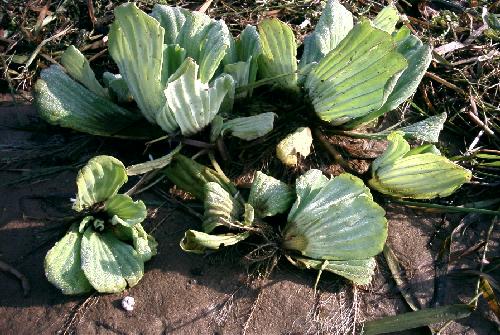 Tropical waterplants in the harbour