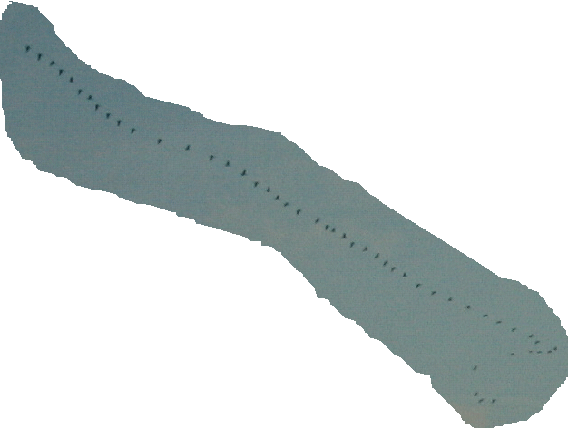 The local Greylag Geese