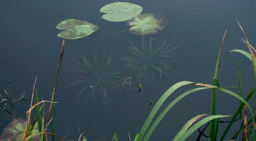 Water-soldier (Stratiodes aloides)