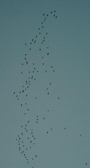Migrating Lapwings