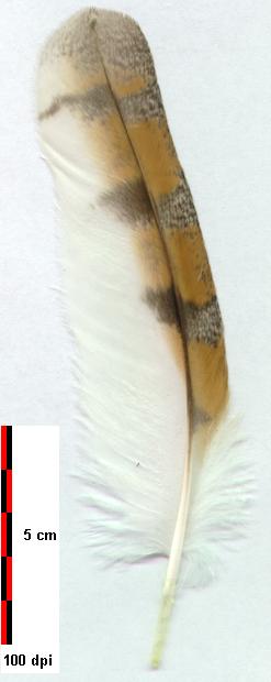 Barn Owl secundary