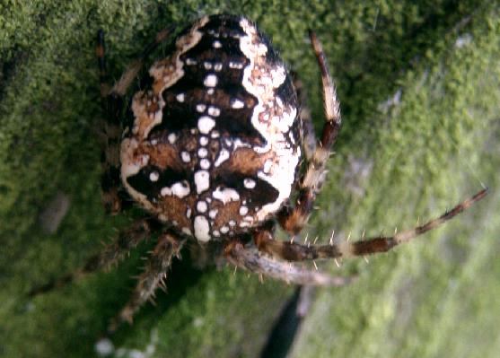 Just a spider on the fence