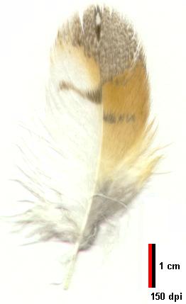 Moultfeather Barn Owl