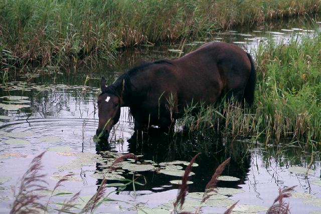 Horse eating leaves of Cowlily (Nuphar lutea)