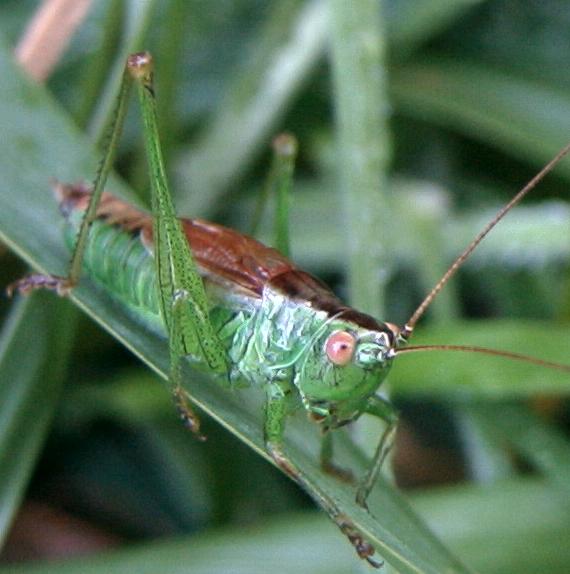 Short-Winged Cone-head (Conocephalus dorsalis) Gewoon spitskopje