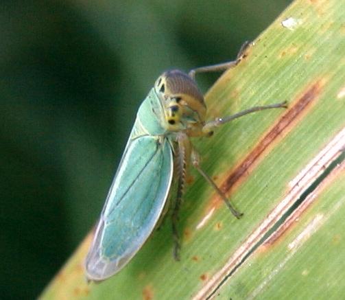 A funny greenblue insect