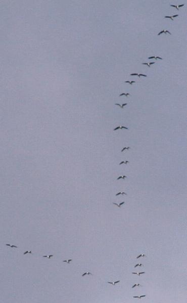 26 of the hundreds of local Greylag Geese