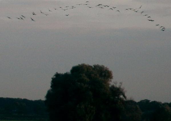 43 Cormorants; part of a group of 142 birds