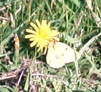 Pale Clouded Yellow (Colias hyale) Gele Luzernevlinder (17-september 2003)