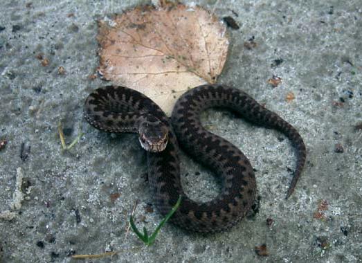 Common Viper; Bargerveen; 11-oct-2003
