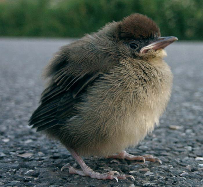 Young Blackcap.