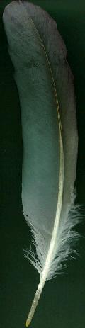 Feather Grey Heron  (7kB)
