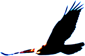 Marsh Harrier (female)