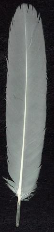 feather Mute Swan (8kB)