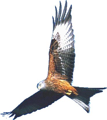 Red Kite