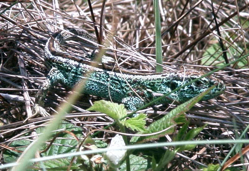 Zandhagedis (m), Voornes Duin 5 juni 2003.