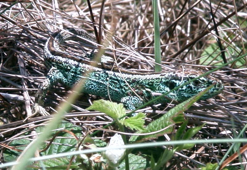 Zandhagedis (m), Voornes Duin 5 juni 2003.