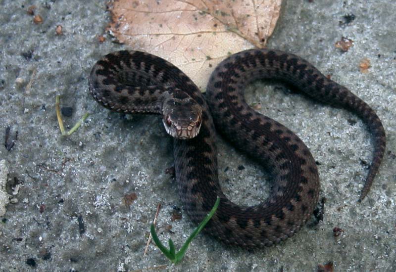 Adder(tje), Bargerveen 11 oktober 2003.