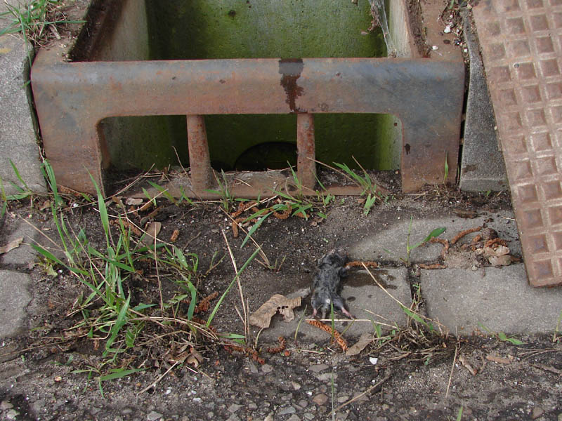 Eén van de vier verdronken veldmuizen Hoge Balver, Zutphen 27 maart 2010