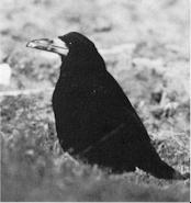 Foto: R. Cuypers