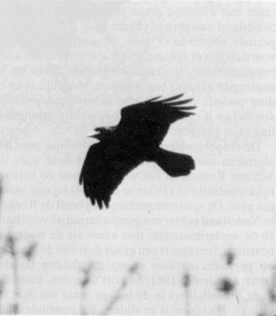 Roek ( Corvus frugilegus ), 7 mei 1986, Heukelum (Bert Bos).