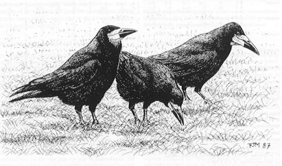 Roeken ( tekening Frits-Jan Maas )