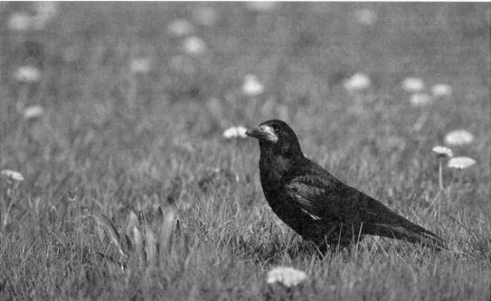 Roeken zijn nuttige vogels, die ondermeer veel emelten opruimen. ( Foto F. van Daalen )