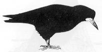 Roek ( Tekening: J.A.J. Vink )