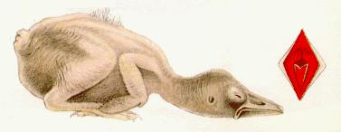 Plaat 16 ( no 9 )