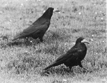 Voedselzoekende Roeken, Oenkerk, april 1974. ( Foto: Piet Munsterman )