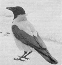 De Bonte Kraai niet meer vogelvrij ( Foto Piet Munsterman )