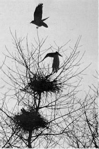 Roeken nestelen al volop als er nog geen bladeren aan de bomen zijn. ( Foto: Frotz Plking GDT)