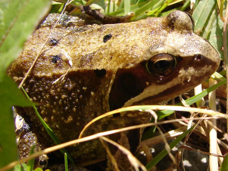 amf_bruine_kikker_1