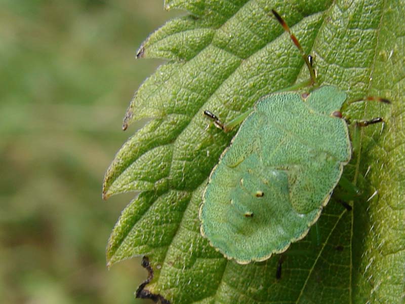 ins_groene_stinkwants_1