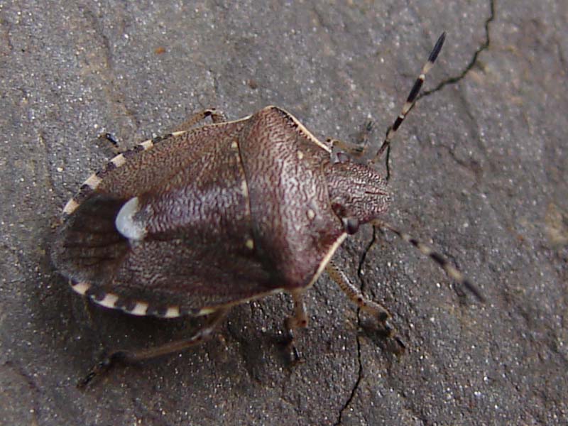 ins_holcostethus_strictus_1