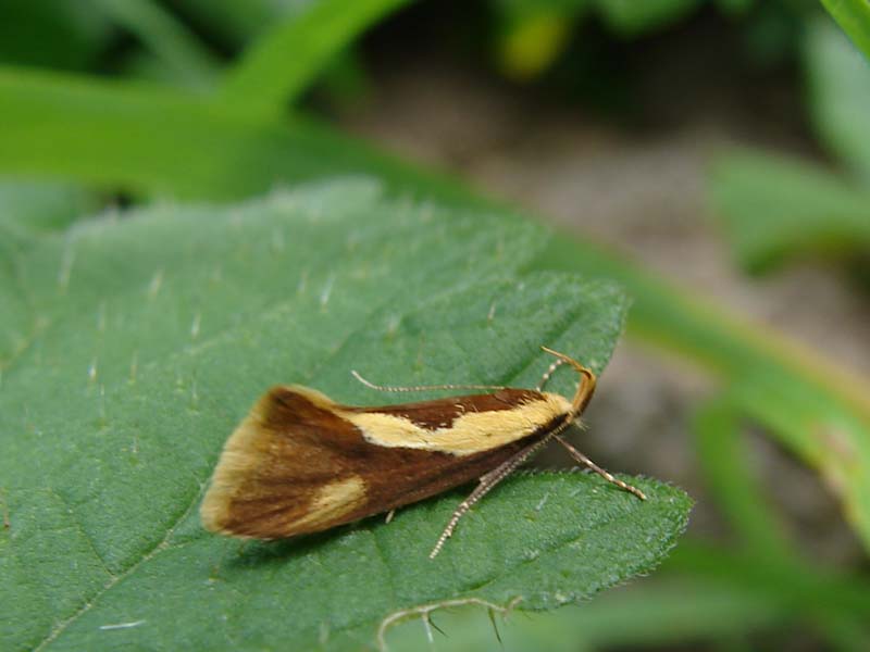 nvl_harpella_forficella