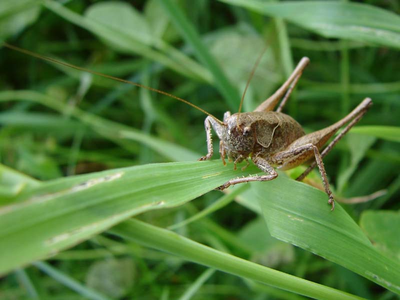 sh_bramensprinkhaan_1