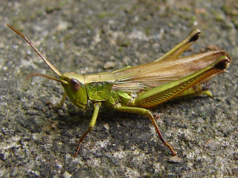 sh_gouden_sprinkhaan_1