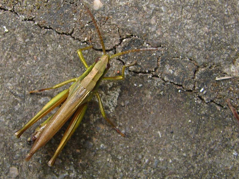 sh_gouden_sprinkhaan_2