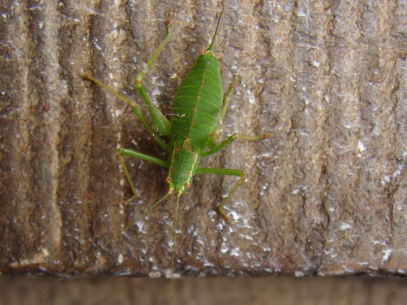 sh_struiksprinkhaan_1