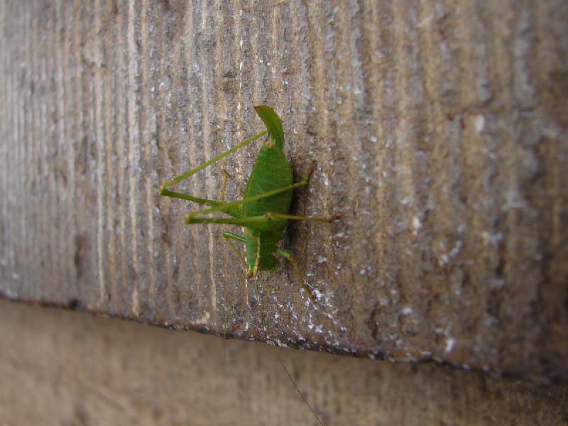 sh_struiksprinkhaan_2