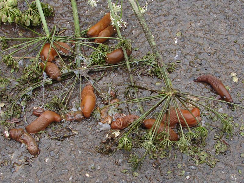 sla_gewone_wegslak_1