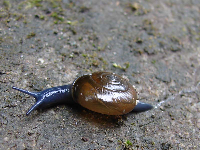 sla_grote_glansslak_1